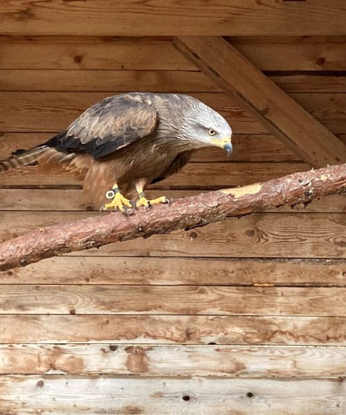 greifvogel.40809a54