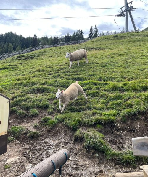 moeseralm_streichelzoo_02.369ee671
